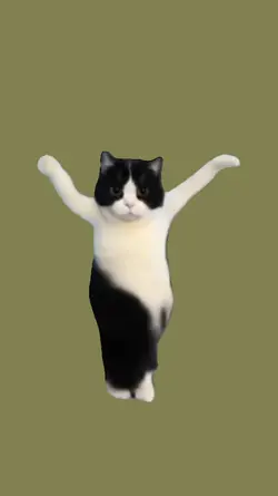 kucing joget