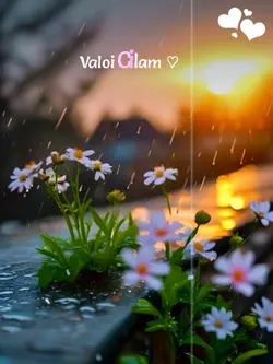 najmul edit