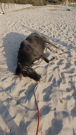 Équitation