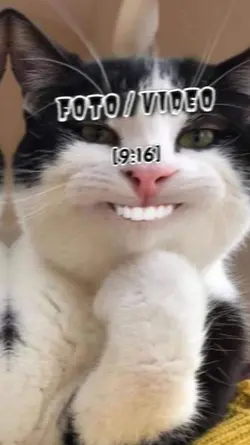 cute cat's 