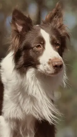 Hunde Video