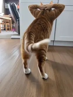 hip shake filter 