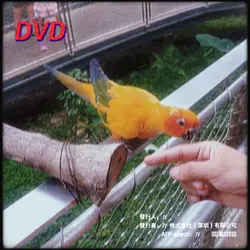 DVD Template