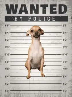 Wanted pet meme