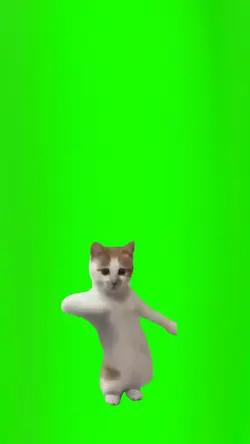 dancing cat