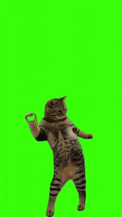 Cat Dancing