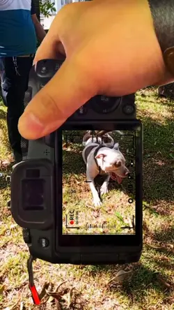 American Pit bull