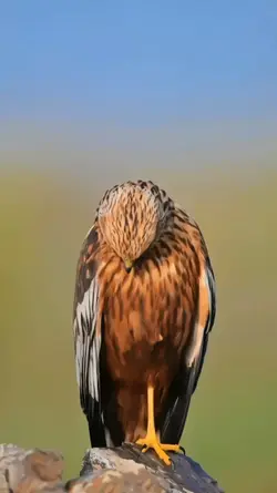 Hassaneditz