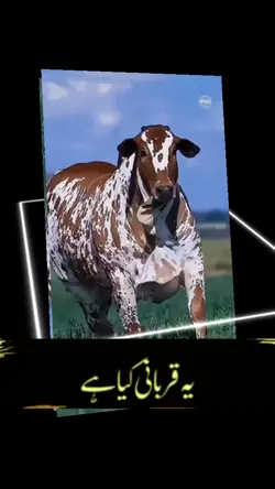 Qurbani kya hy