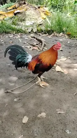 payo ni boss aacobra