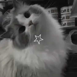 Nice boys Cat :3