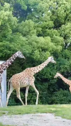 Giraffes 