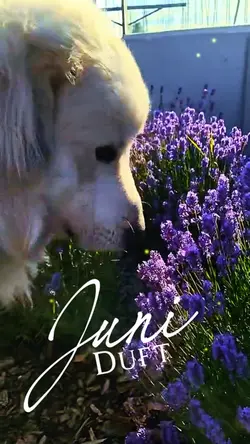 🐾🌸duftender Juli🍀🐾
