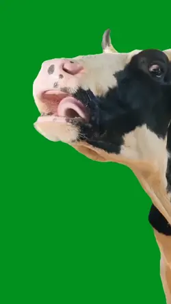 animal meme 