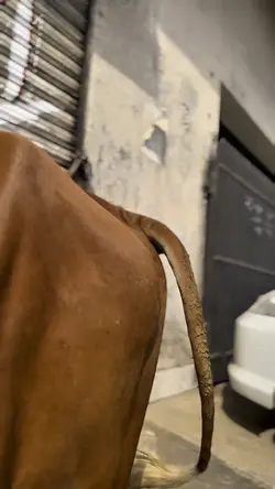 Qurbani template