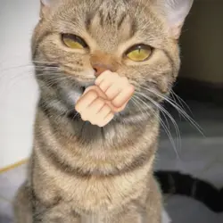 nya ichi ni san...