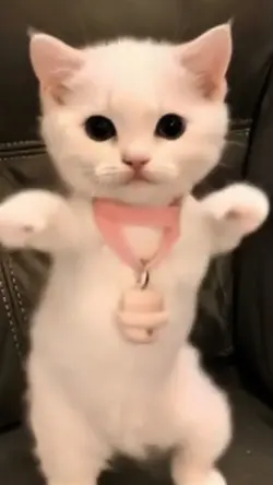 Kucing Dance 