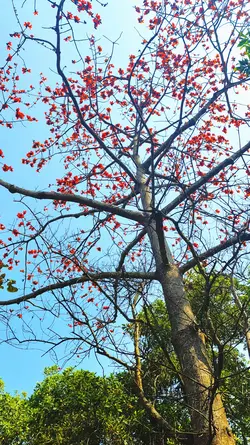 Nature video 
