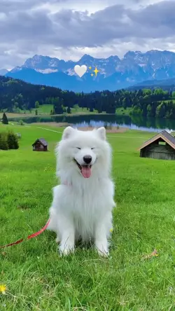 Doggy cute 