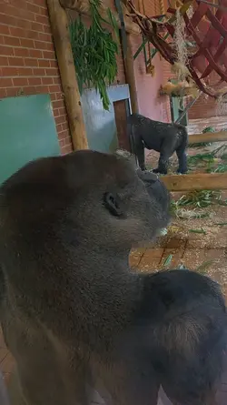 Zoo Fun