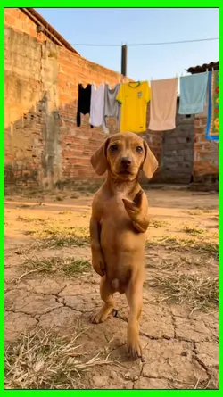 dancing dog
