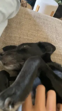 Slomo