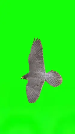 flying bird 