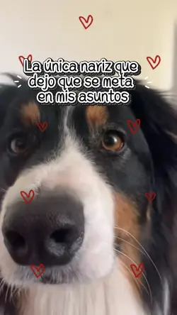Mi mascota
