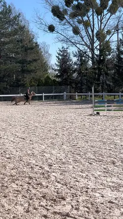 horse fail