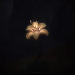 Tangled