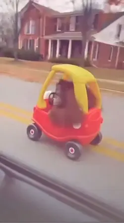 Orangutan Funny