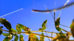 slowmo