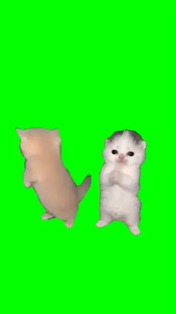 SHAKE IT KITTEN