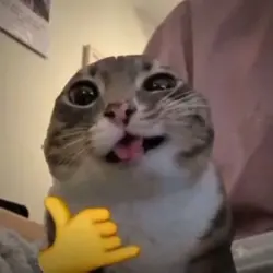 CAT EDIT