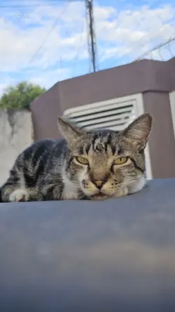 gato cantando