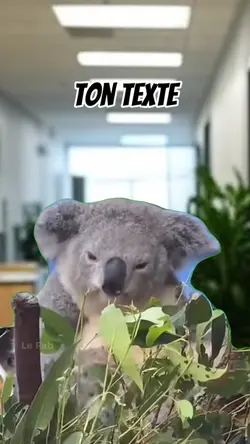 Koala meme 