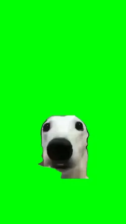 anjing kedinginan 