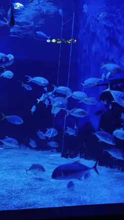 Aquarium Vlog