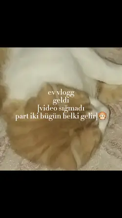 ev vloggg