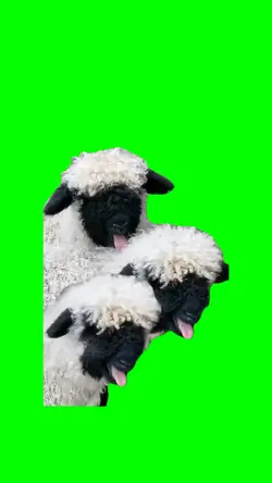 Funny sheep's 