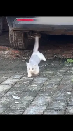 Kitten funny video 