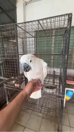 Cockatoo