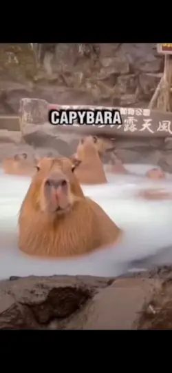 Capybar