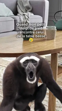 Singe hurleur