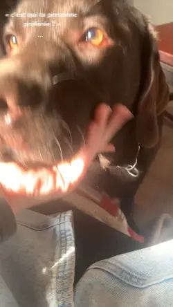 My dog 