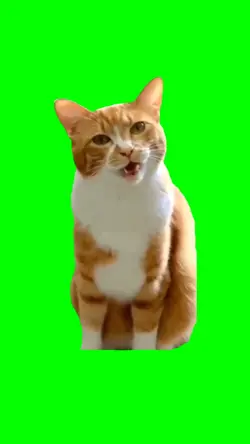 CAT FUNNY REACTION 