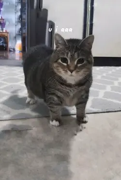 Kucing Akmal :V