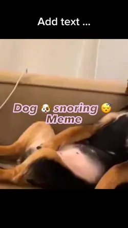 Dog snoring 😴 