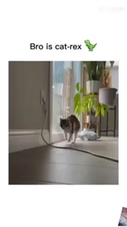 Bro is a cat Rex