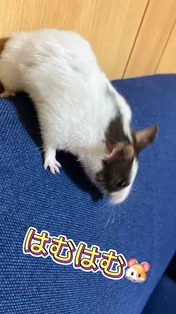 かわいすぎ注意⚠️ハムスターホワホワ♡